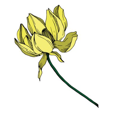 Vektör Lotus çiçek botanik çiçek. Siyah ve beyaz oyulmuş mürekkep sanatı. İzole lotus illüstrasyon elemanı.