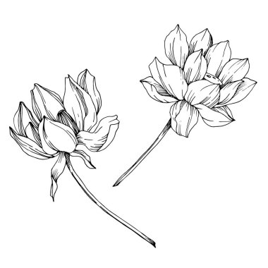 Vektör Lotus çiçek botanik çiçek. Siyah ve beyaz oyulmuş mürekkep sanatı. İzole lotus illüstrasyon elemanı.