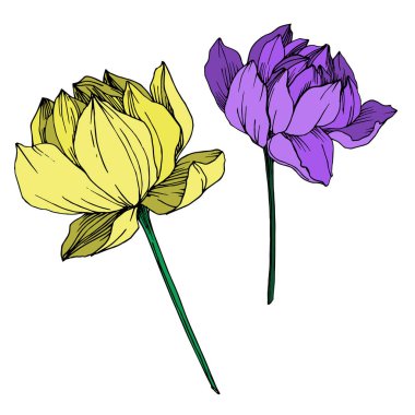 Vektör Lotus çiçek botanik çiçek. Siyah ve beyaz oyulmuş mürekkep sanatı. İzole lotus illüstrasyon elemanı.