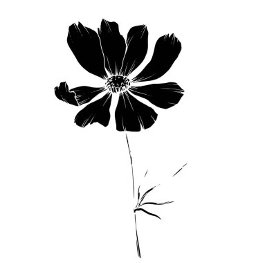 Vektör Cosmos çiçek botanik çiçekler. Siyah ve beyaz oyulmuş mürekkep sanatı. Yalıtılmış cosmea illüstrasyon öğesi.