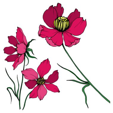 Vektör Cosmos çiçek botanik çiçekler. Siyah ve beyaz oyulmuş mürekkep sanatı. Yalıtılmış cosmea illüstrasyon öğesi.