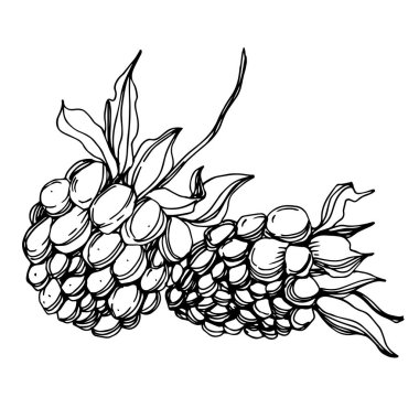 Vektör Blackberry sağlıklı gıda. Siyah ve beyaz oyulmuş mürekkep sanatı. İzole berry illüstrasyon elemanı.