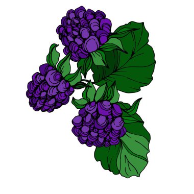 Vektör Blackberry sağlıklı gıda. Siyah ve beyaz oyulmuş mürekkep sanatı. İzole berry illüstrasyon elemanı.