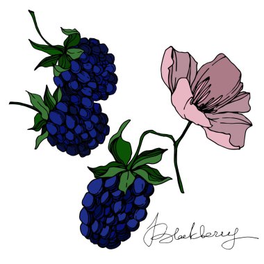 Vektör Blackberry sağlıklı gıda. Siyah ve beyaz oyulmuş mürekkep sanatı. İzole berry illüstrasyon elemanı.