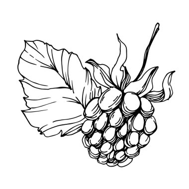 Vektör Blackberry sağlıklı gıda. Siyah ve beyaz oyulmuş mürekkep sanatı. İzole berry illüstrasyon elemanı.
