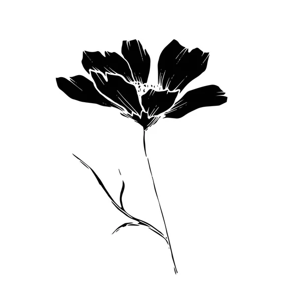 Vector Cosmos flores botânicas florais. Tinta gravada a preto e branco. Isolado elemento de ilustração cosmea . —  Vetores de Stock