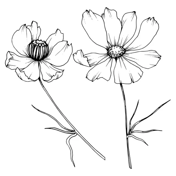 Download Images: poppies to colour | Coloring page with poppies — Stock Photo © ultrapro #25246633