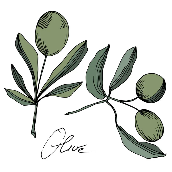 Wektor Olive gałąź z owocami. Czarno-biała grawerowana sztuka atramentu. Na białym tle oliwkowy element ilustracji. — Wektor stockowy