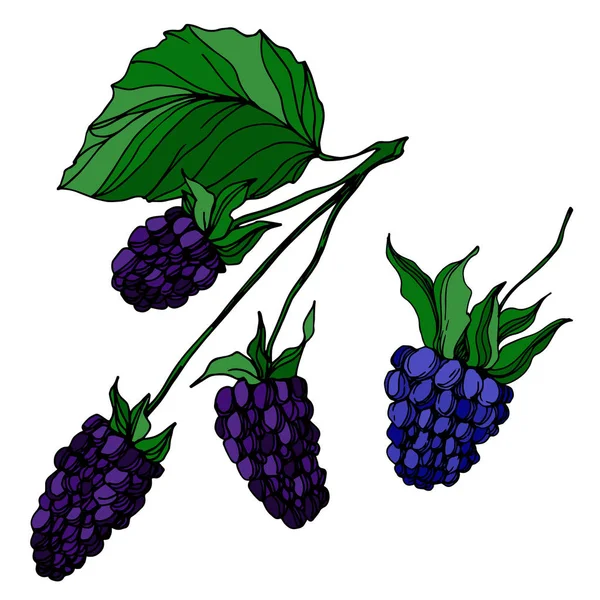 Vektor Blackberry gesunde Ernährung. Schwarz-weiß gestochene Tuschekunst. isolierte Beerenillustration Element. — Stockvektor