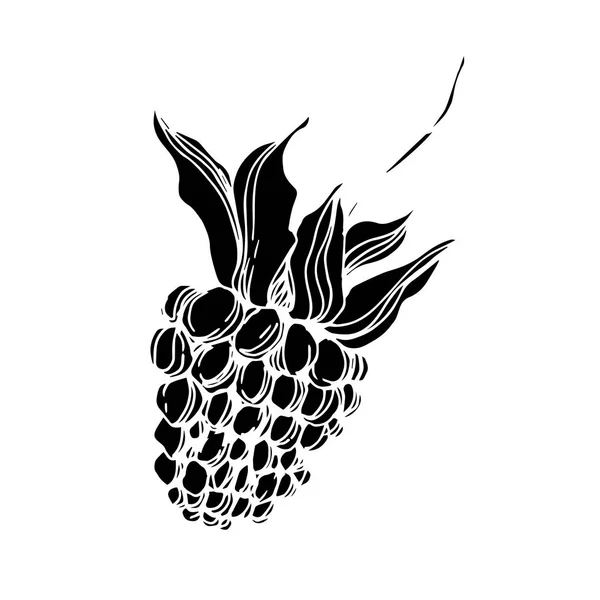 Vector BlackBerry egészséges táplálkozás. Fekete-fehér vésett tinta Art. Izolált bogyó illusztráció elem. — Stock Vector