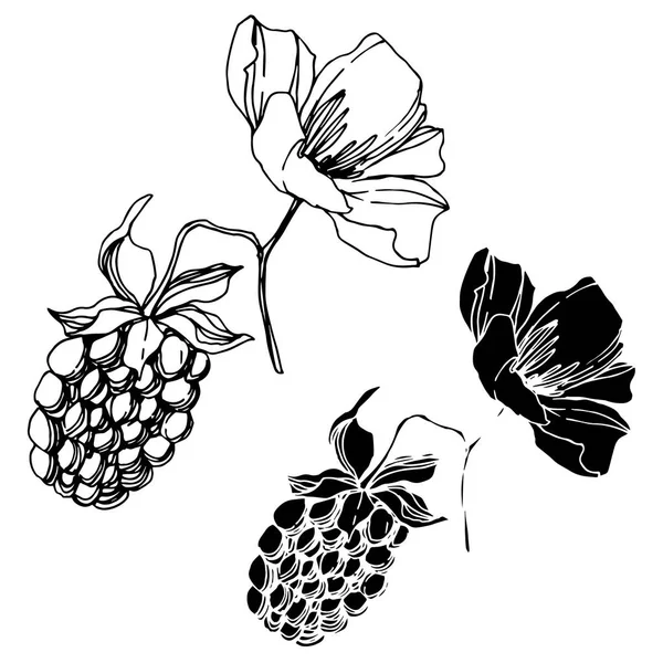 Vektor Blackberry gesunde Ernährung. Schwarz-weiß gestochene Tuschekunst. isolierte Beerenillustration Element. — Stockvektor