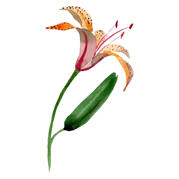 Flor botánica floral de lilium maculantum naranja. Conjunto de fondo acuarela. Elemento de ilustración de lirio aislado . — Foto de Stock