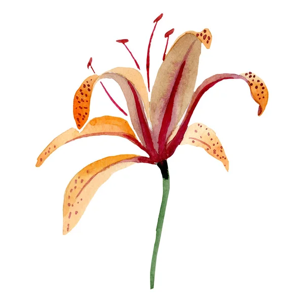 Flor botánica floral de lilium maculantum naranja. Conjunto de fondo acuarela. Elemento de ilustración de lirio aislado . — Foto de Stock