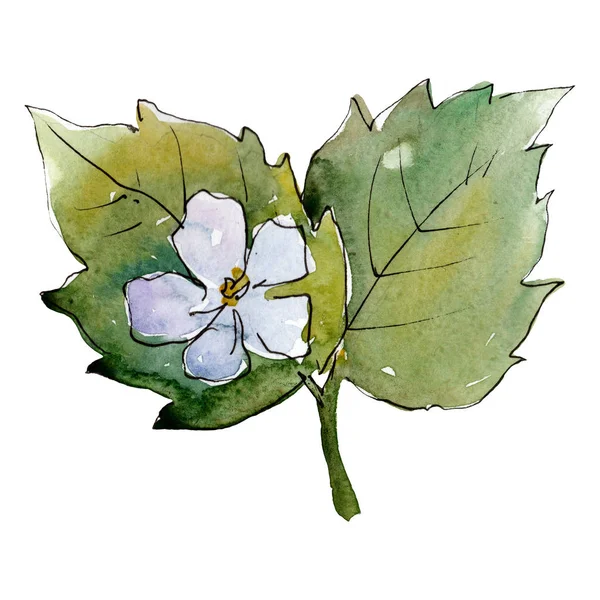 Fleur et feuilles botaniques florales de fraise. Ensemble de fond aquarelle. Élément d'illustration isolé à la fraise . — Photo