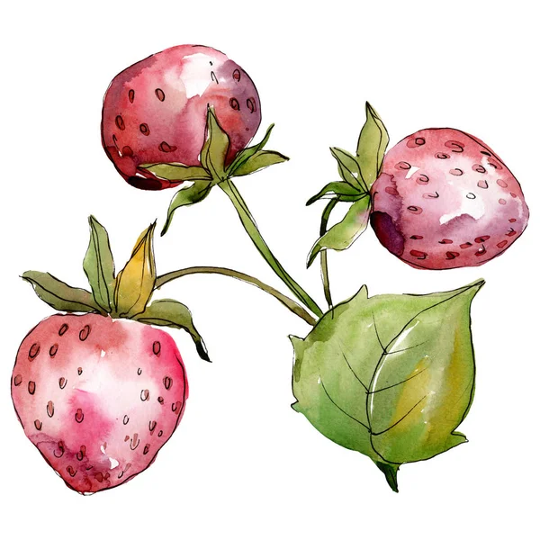 Fraise alimentation saine. Ensemble d'illustration de fond aquarelle. Élément d'illustration de baies isolé . — Photo