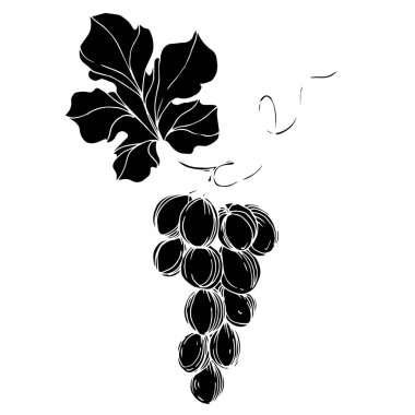 Vector Grape Berry sağlıklı yemek. Siyah beyaz işlemeli mürekkep sanatı. İzole edilmiş üzüm örnekleme elementi.