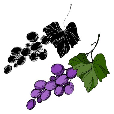 Vector Grape Berry sağlıklı yemek. Siyah beyaz işlemeli mürekkep sanatı. İzole edilmiş üzüm örnekleme elementi.