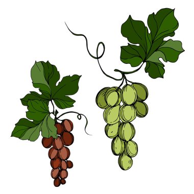 Vector Grape Berry sağlıklı yemek. Siyah beyaz işlemeli mürekkep sanatı. İzole edilmiş üzüm örnekleme elementi.