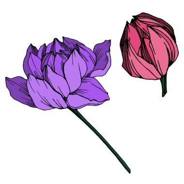 Vektör Lotus çiçek botanik çiçek. Siyah ve beyaz oyulmuş mürekkep sanatı. İzole lotus illüstrasyon elemanı.