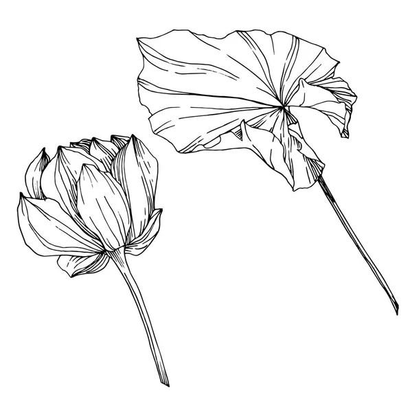 Цветочный ботанический цветок лотоса. Черно-белый рисунок чернил. Изолированный элемент иллюстрации лотоса . — стоковый вектор
