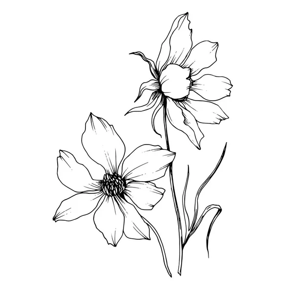 Vector Cosmos fleurs botaniques florales. Encre gravée en noir et blanc. Elément d'illustration cosmétique isolé . — Image vectorielle