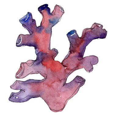 Kırmızı su altı doğa mercan resifi. Suluboya arka plan seti. İzole mercan illüstrasyon elemanı.