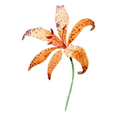 Turuncu lilium maculantum çiçek botanik çiçek. Suluboya arka plan seti. İzole zambak illüstrasyon elemanı.