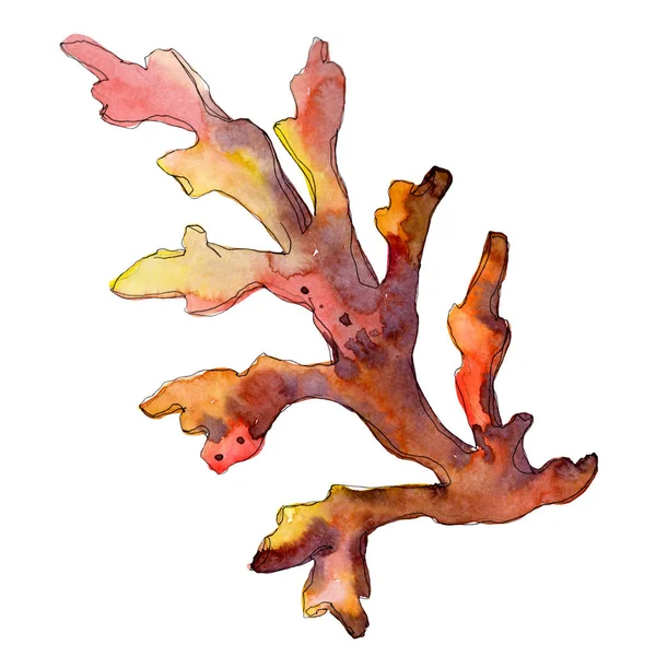 Оранжевый водный подводный коралловый риф. Акварельный набор фона. Изолированный коралловый иллюстрационный элемент . — стоковое фото