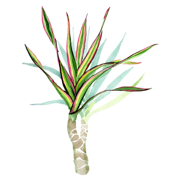 Dracaena marginata tricolor. Conjunto de ilustração de fundo aquarela. Isolado elemento de ilustração dracaena . — Fotografia de Stock