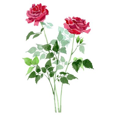 Kırmızı güllerin çalıları çiçek çiçekleri. Suluboya arka plan seti. İzole gül illüstrasyon ögesi.