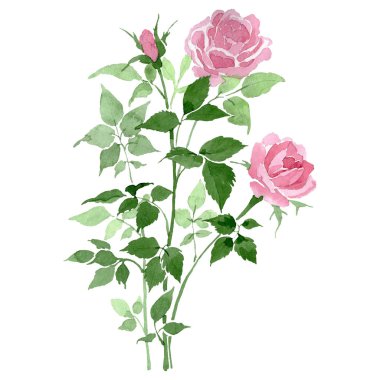 Pembe güllerin çalılığı çiçek çiçekleri. Suluboya arka plan seti. İzole gül illüstrasyon ögesi.