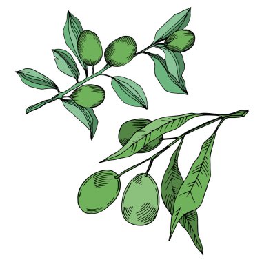 Meyve ile Vektör Zeytin dalı. Siyah ve beyaz oyulmuş mürekkep sanatı. İzole zeytin illüstrasyon elemanı.