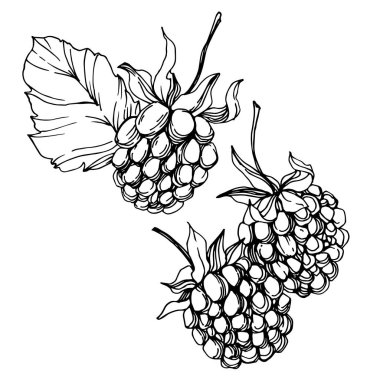Vektör Blackberry sağlıklı gıda. Siyah ve beyaz oyulmuş mürekkep sanatı. İzole berry illüstrasyon elemanı.