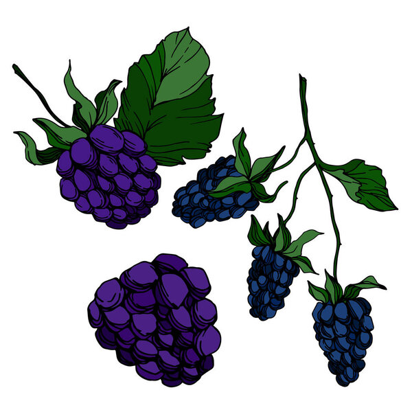 Vector Blackberry здоровое питание. Черно-белый рисунок чернил. Изолированный ягодный элемент
.