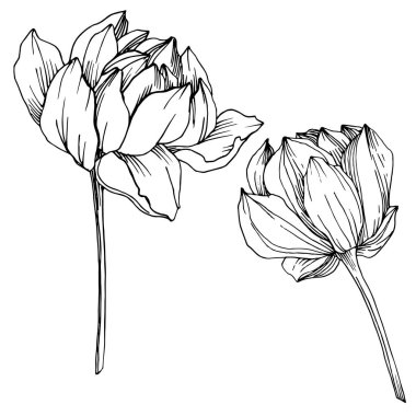 Vektör Lotus çiçek botanik çiçek. Siyah ve beyaz oyulmuş mürekkep sanatı. İzole lotus illüstrasyon elemanı.