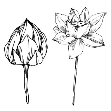 Vektör Lotus çiçek botanik çiçek. Siyah ve beyaz oyulmuş mürekkep sanatı. İzole lotus illüstrasyon elemanı.