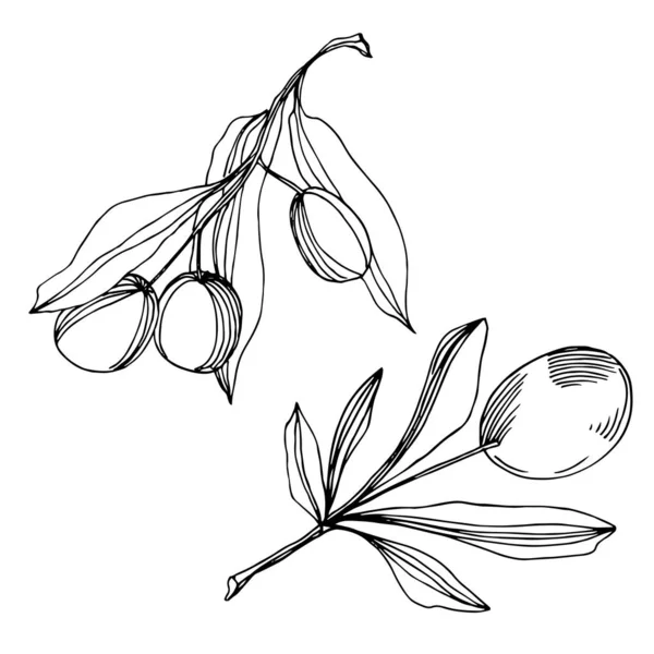 Ветвь векторной оливы с фруктами. Черно-белый рисунок чернил. Изолированный элемент иллюстрации оливок . — стоковый вектор