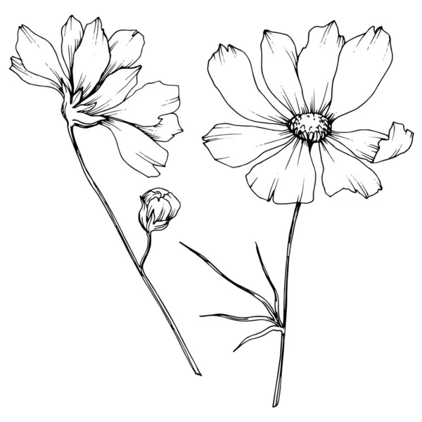 Вектор Космос цветочные ботанические цветы. Черно-белый рисунок чернил. Изолированный элемент иллюстрации космоса . — стоковый вектор