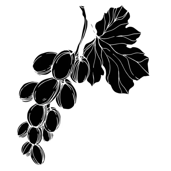 ベクトルブドウベリー健康食品。黒と白の刻まインクアート。孤立ブドウイラスト要素. — ストックベクタ
