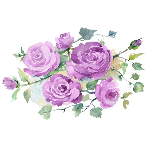 Fioletowy bukiet róż kwiatowe kwiaty botaniczne. Zestaw tła akwareli. Izolowane bukiety element ilustracji. — Zdjęcie stockowe