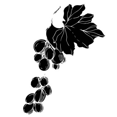 Vector Grape Berry sağlıklı yemek. Siyah beyaz işlemeli mürekkep sanatı. İzole edilmiş üzüm örnekleme elementi.