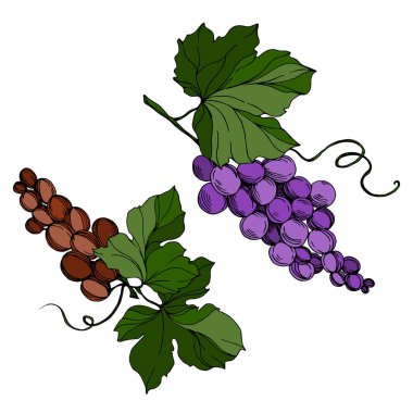 Vector Grape Berry sağlıklı yemek. Siyah beyaz işlemeli mürekkep sanatı. İzole edilmiş üzüm örnekleme elementi.
