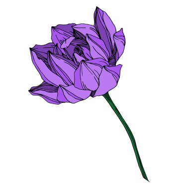 Vektör Lotus çiçek botanik çiçek. Siyah ve beyaz oyulmuş mürekkep sanatı. İzole lotus illüstrasyon elemanı.