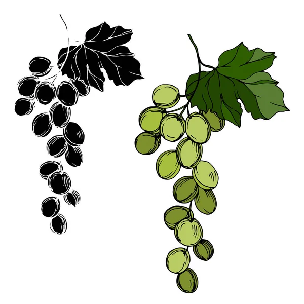 Vektor Grape bär hälsosam mat. Svart och vit graverad bläckkonst. Isolerade illustrationselement för druvor. — Stock vektor