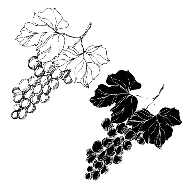 Wektor Jagoda winogronowa zdrowe jedzenie. Czarno-biała grawerowana sztuka tuszu. Izolowany element ilustracji winogron. — Wektor stockowy