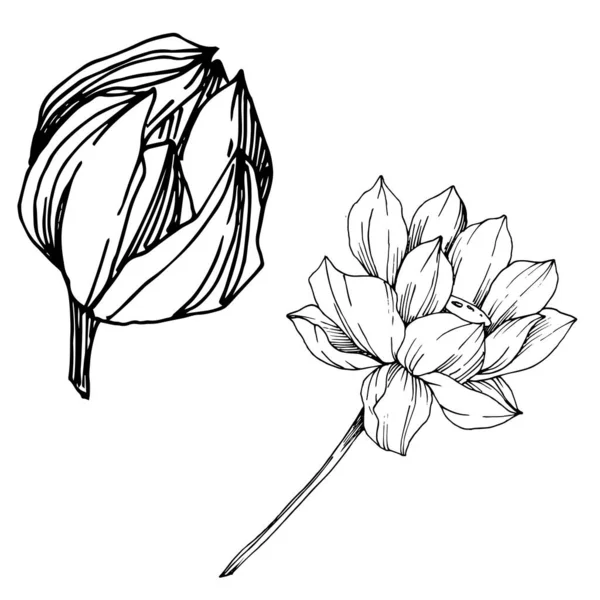 Flor botánica floral Vector Lotus. Tinta grabada en blanco y negro. Elemento de ilustración de loto aislado . — Vector de stock