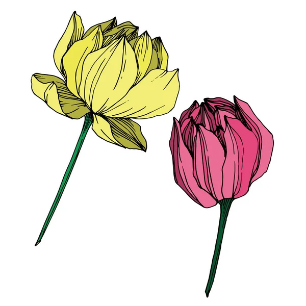 Vector Lotus flor botânica floral. Tinta gravada a preto e branco. Elemento de ilustração de lótus isolado . — Vetor de Stock