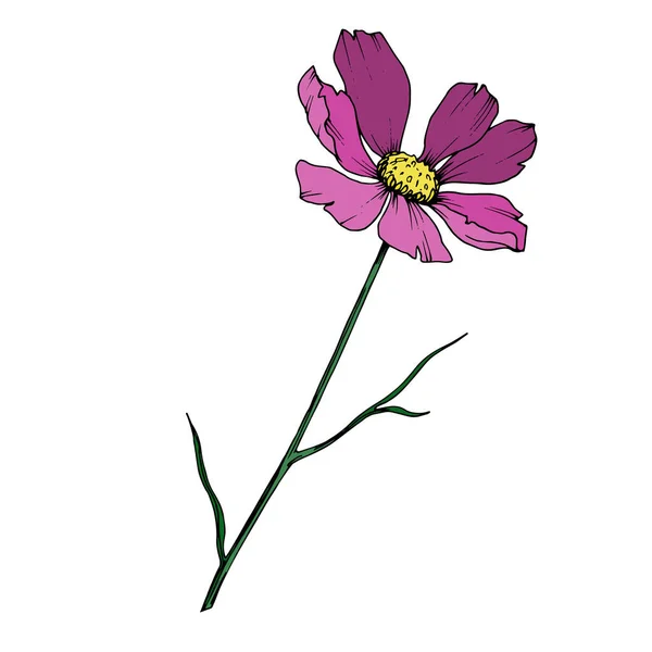 ベクトルコスモス花植物の花。黒と白の彫刻インクアート。分離されたコスメアイラスト要素. — ストックベクタ