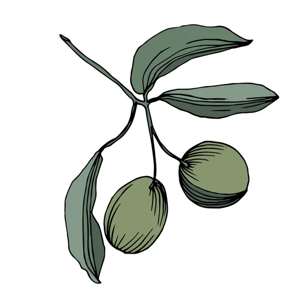 Vector Olive ramo com fruta. Tinta gravada a preto e branco. Elemento de ilustração de azeitona isolado . —  Vetores de Stock