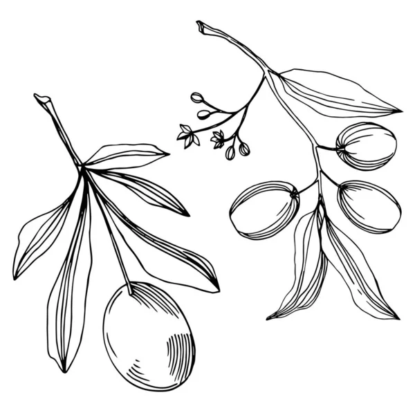 Κλαδί ελιάς με φρούτα. Μαύρο και άσπρο χαραγμένο μελάνι τέχνης. Μεμονωμένο στοιχείο απεικόνισης ελιάς. — Διανυσματικό Αρχείο